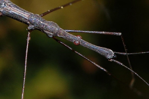 water measurer portrait
(Hydrometra stagnorum) by Chris Krambeck 